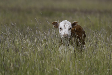 Ternero vaca