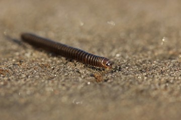 Gemeiner Feldschnurfüßer (Cylindroiulus caeruleocinctus)