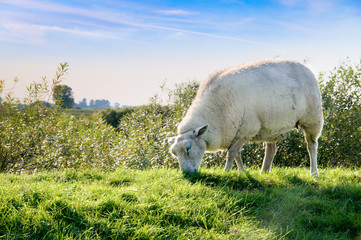 Frisches Gras genießen