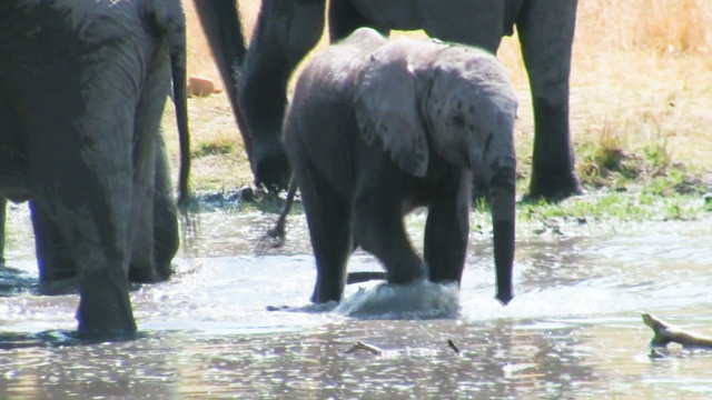African elephant baby plays in the water