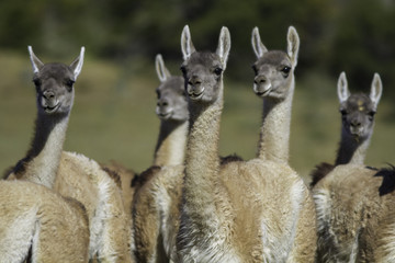Guanaco Llama