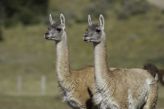 llama guanaco
