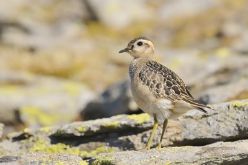 Eurasian Dotterel (Charadrius morinellus)