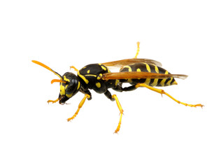 wasp