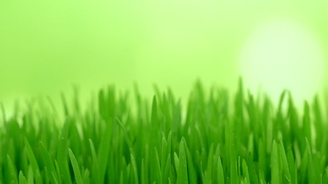 blurred grass background