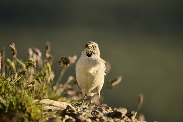 White-winged Snowfinch, or Snowfinch, Montifringilla nivalis