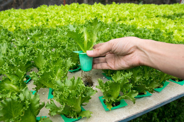 Organic hydroponic vegetable on hand in garden.