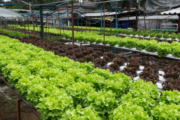 Hydroponic vegetables growing in greenhouse