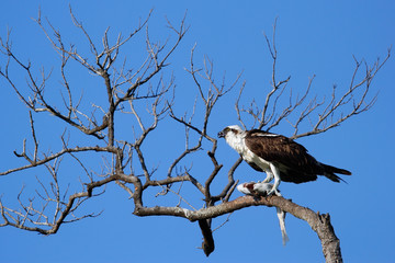Osprey eating fish on a tree