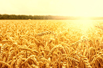Field of wheat