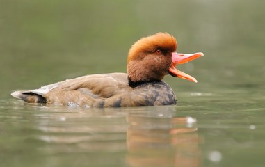duck - Red-crested Pochard - Netta rufina
