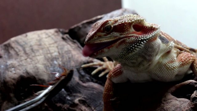 Dragon Barbudo o Pogona comiendo