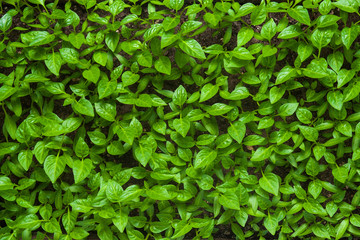 Fototapeta na wymiar Green sprouts growing from seeds. Pepper