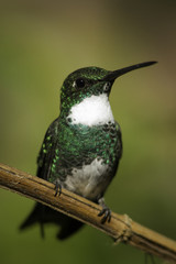 Picaflor Colibri