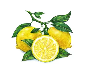 Aquarellzeichnung von Zitrone © MargaritaSh
