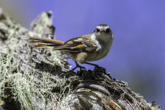 Aves pajaro