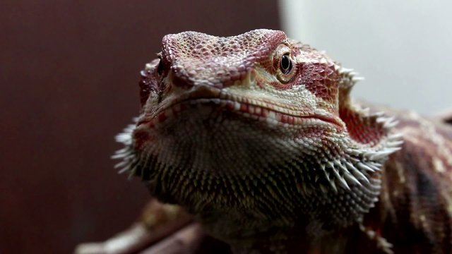 Dragon Barbudo o Pogona, primer plano
