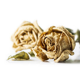 Dry rose on white background