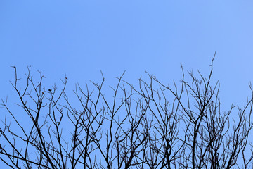 Dry branches against blue sky, abstract background.