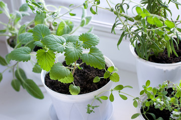 Herbs on window