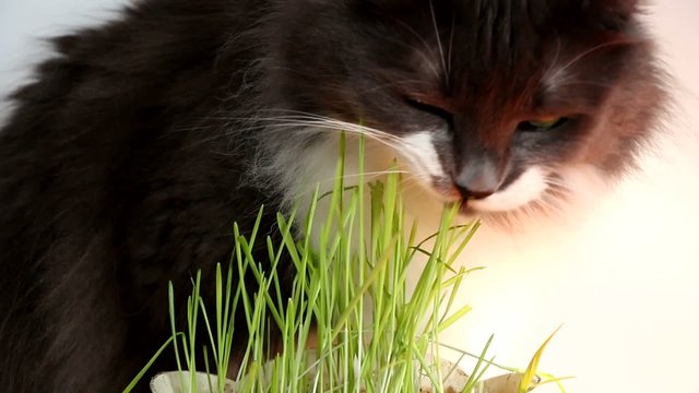 Gato comiendo pasto para purgarse