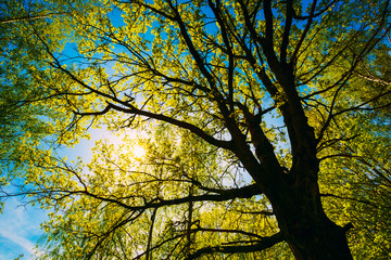 Fototapeta premium Spring Sun Shining Through Canopy Of Tall Oak Trees. Upper Branc