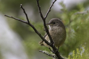 ave pequeña pajaro