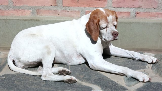 Sabueso de Istria de pelo corto es molestado por una avispa