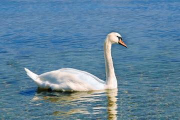 White mute swan on the blue water