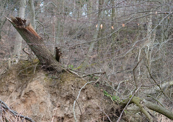 Sturmschaden im Fost