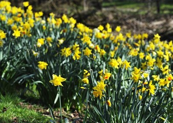 Spring Daffodils