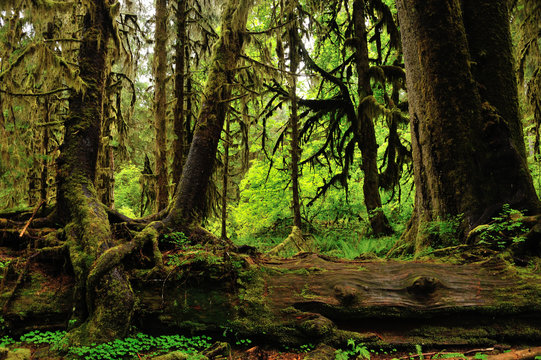 Hoh rainforest, Washington State