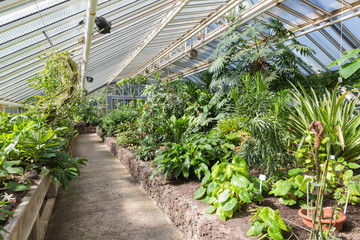 Greenhouse with tropical plants in Berliner botanical garden