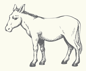 Donkey. Vector drawing