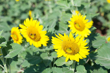 Sunflower in a field