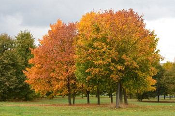 Naklejka premium Colourful tree