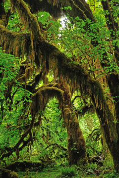 Hoh rainforest in the Olympic National Park, Washington state