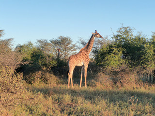 giraffe at evening time