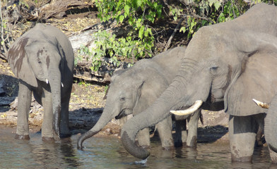group of Elephants in Botswana