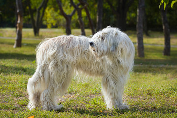 South Russian Sheep Dog