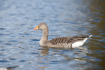 Greylag Goose, Anser anser