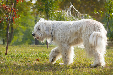 South Russian Sheep Dog