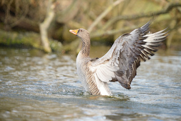 Greylag Goose, Anser anser