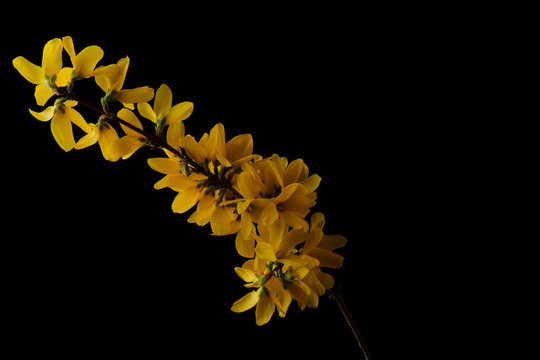Fiore giallo in studio sfondo nero isolato