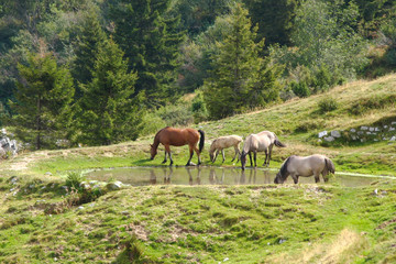 Horses drinking in a lake