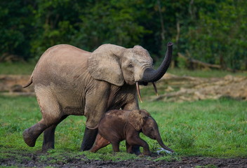 Forest elephant with a baby. Jungle.