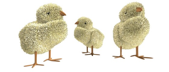 Schattige pluizige kuikens © emieldelange