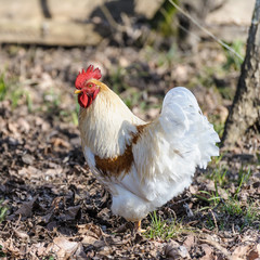 White rooster