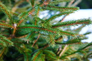 Winter spruce, closeup