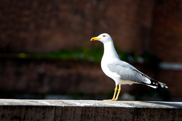 Seagull resting on the wall